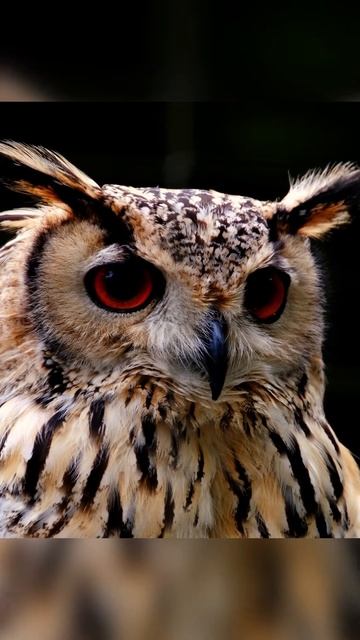 Owls with BIG Eyes #shorts #owl #birds #owls #chouette #guitar #soothing #owlbird #relax #animals смотреть онлайн