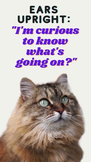 🐟🐱 Cat body language | How Cat Ears Show Their Mood?  #shorts #catvideo #cat #catlanguage