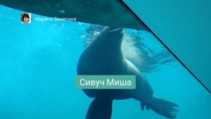 В Московском зоопарке в феврале 2025 года.