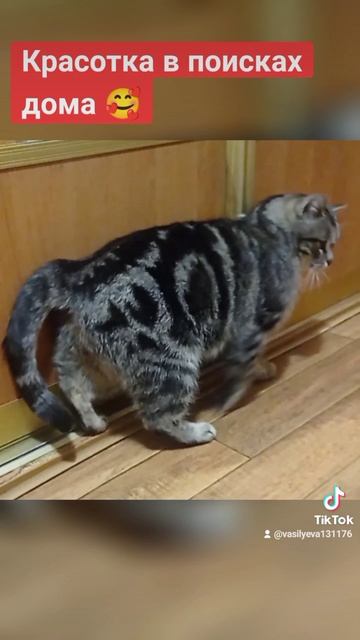 Помощь бездомным животным 😔. Минск #помощьбездомнымживотным #минск #кот смотреть онлайн