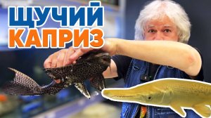 Аквариумные новости с Владимиром Ковалёвым (07.02.2025). Щучий каприз.