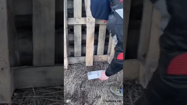 Газоблок vs пневматика Леший 2 смотреть онлайн