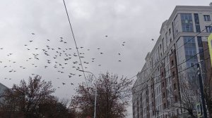 зима елки  птицы белки