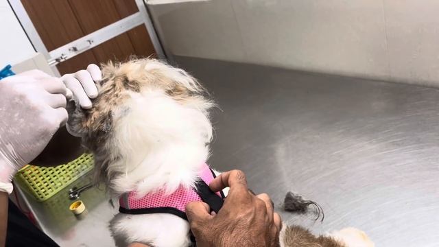 Ветеринарная клиника в Сиолиме. Порезала собаке ухо. Шок. Нервы на пределе. Совсем не доброе утро. смотреть онлайн