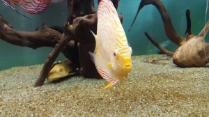 Albino Turquoise, High Body Discus | Мои дискусы