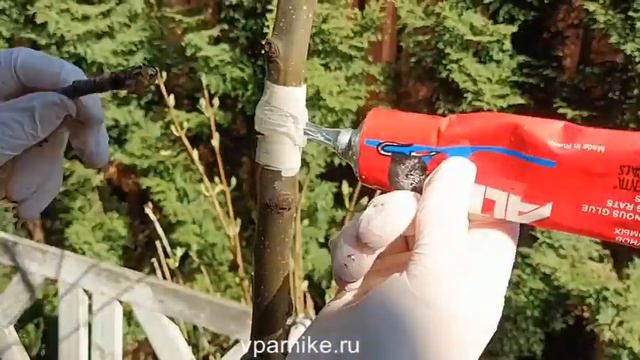 Самодельные ловчие пояса от тли из малярного скотча и клея. Подмосковье, апрель