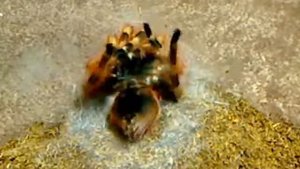 Nhandu coloratovillosus