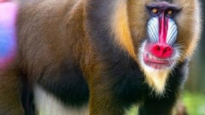 Тупой Красножопый Бабуин