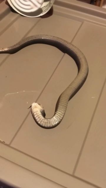 ЗМЕЯ - АКТРИСА | Приколы с животными #Shorts смотреть онлайн