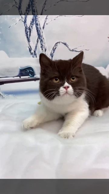 CHOCOLATE CAT VS FISH!!! #shorts #cat #kitty #britishcat #play #animals #love #catlover смотреть онлайн