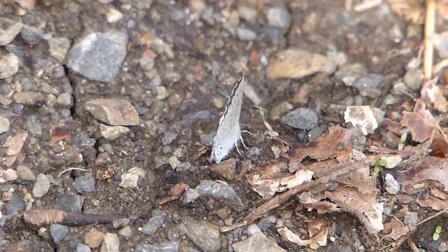 ムビる03655 ルリシジミ♂？ rurishijimi смотреть онлайн