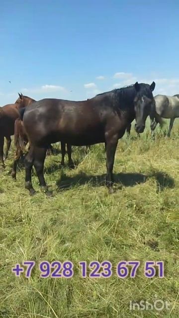Продается вороной жеребец 3-х лет смотреть онлайн