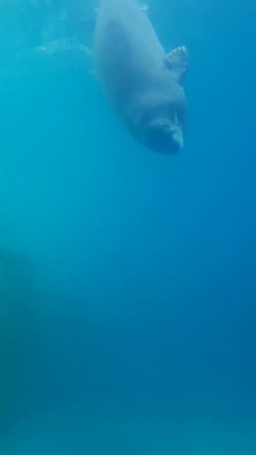 Москва, зоопарк, 2023 смотреть онлайн