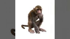 обезьяна орет 10 минут смотреть, ждите видео