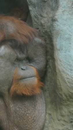 Orangutan yarasını şifalı bitki ile tedavi ediyor. #bilimdof #bilim #science #evolution