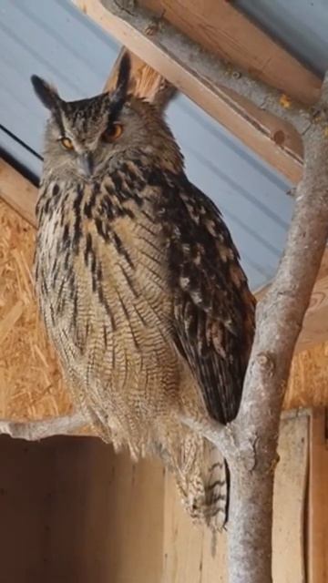 Ты не замёрз? #филиппфилиппыч #nature #animals #природа #животные #owl #филин #сова #park #парк #i смотреть онлайн