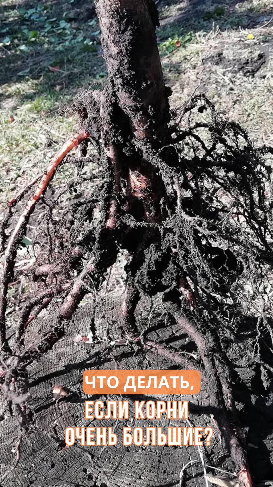 Что делать, если корни очень большие? смотреть онлайн