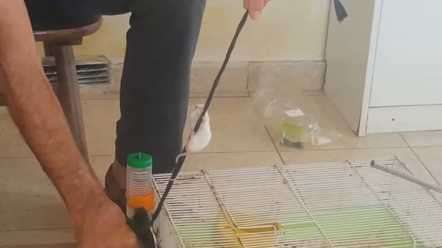 מפגשי טבע ירמי עכברים смотреть онлайн