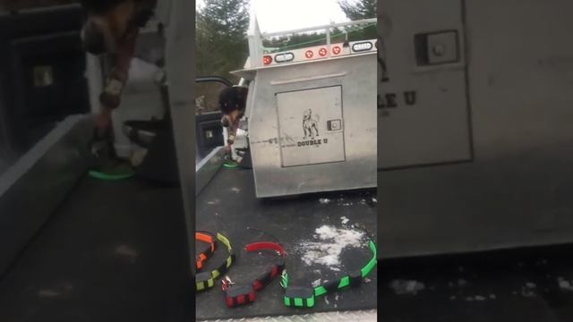 DuSupply: Starting a Hunt with the Alpha/Astro Collars смотреть онлайн