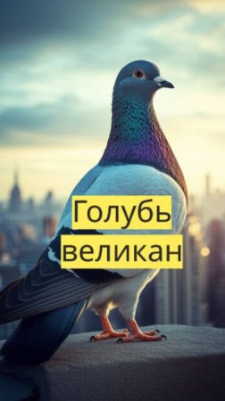 "Огромный Голубь в Городе! 🐦 Приключения Гигантской Птицы!"