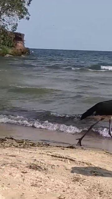Marabou stork смотреть онлайн