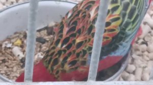 Parrots🦜🦜🦜😉, попугаи🐦🐦🐦