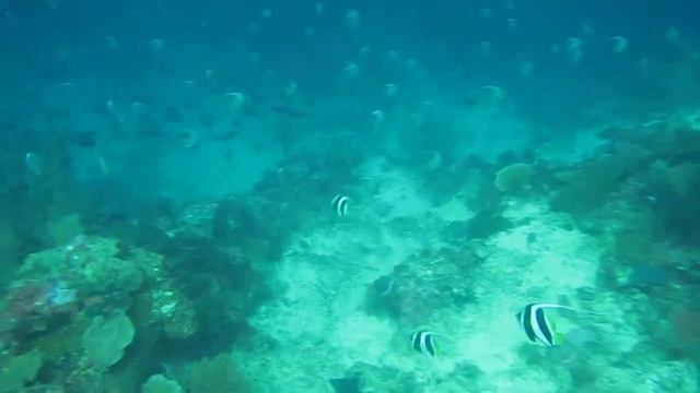 인도네시아 할마헤라 나비고기 смотреть онлайн