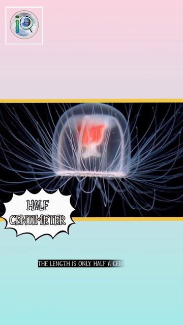 Immortal Jelly fish смотреть онлайн