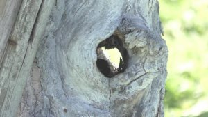 Синичник в дупле яблони