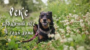 Собака из приюта дома / Осенняя прогулка