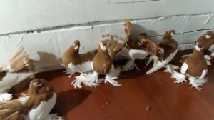 Голуби ленточные.. 2021