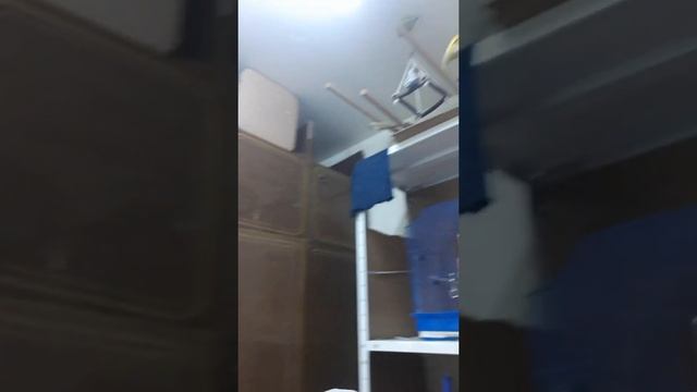 Ручные неразлучники. смотреть онлайн