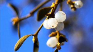 # омела белая #