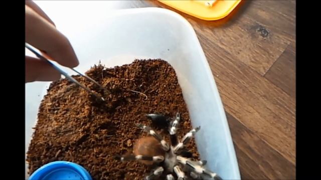 Nhandu Chromatus L9 Feeding смотреть онлайн