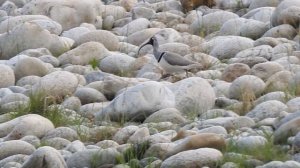 Ibisbill (Ibidorhyncha struthersii) adult and chicks video by Dr. Raju Kasambe