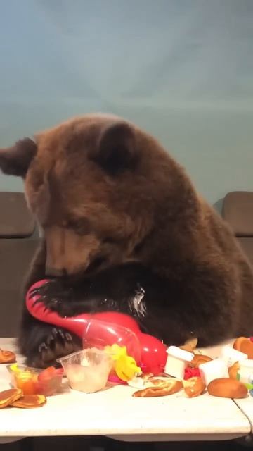 Медведь Том на дне рождения. смотреть онлайн