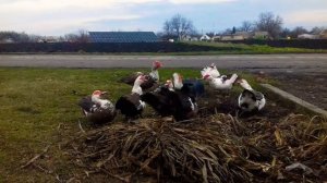 КАК РАЗГОВАРИВАЮТ - УТКИ? ОТВЕТ В ЭТОМ СЮЖЕТЕ! 🙋🐣