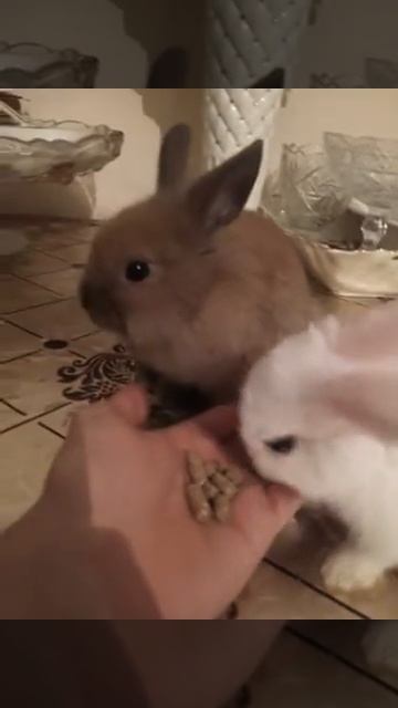 Декоративные кролики :) смотреть онлайн