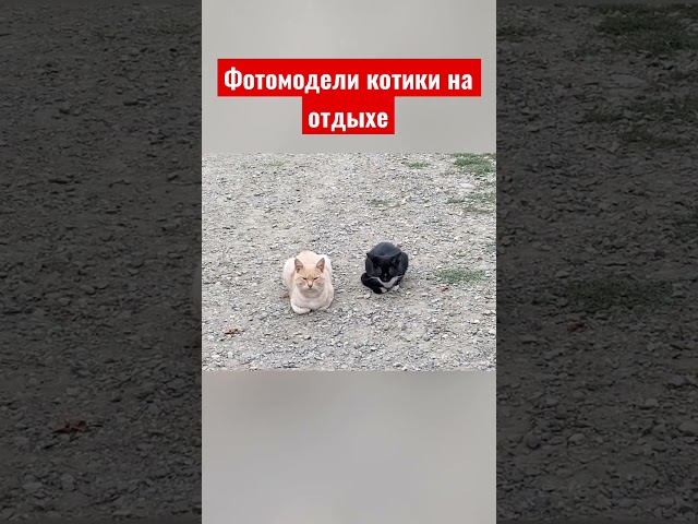Коты фотомодели на чили на расслабоне