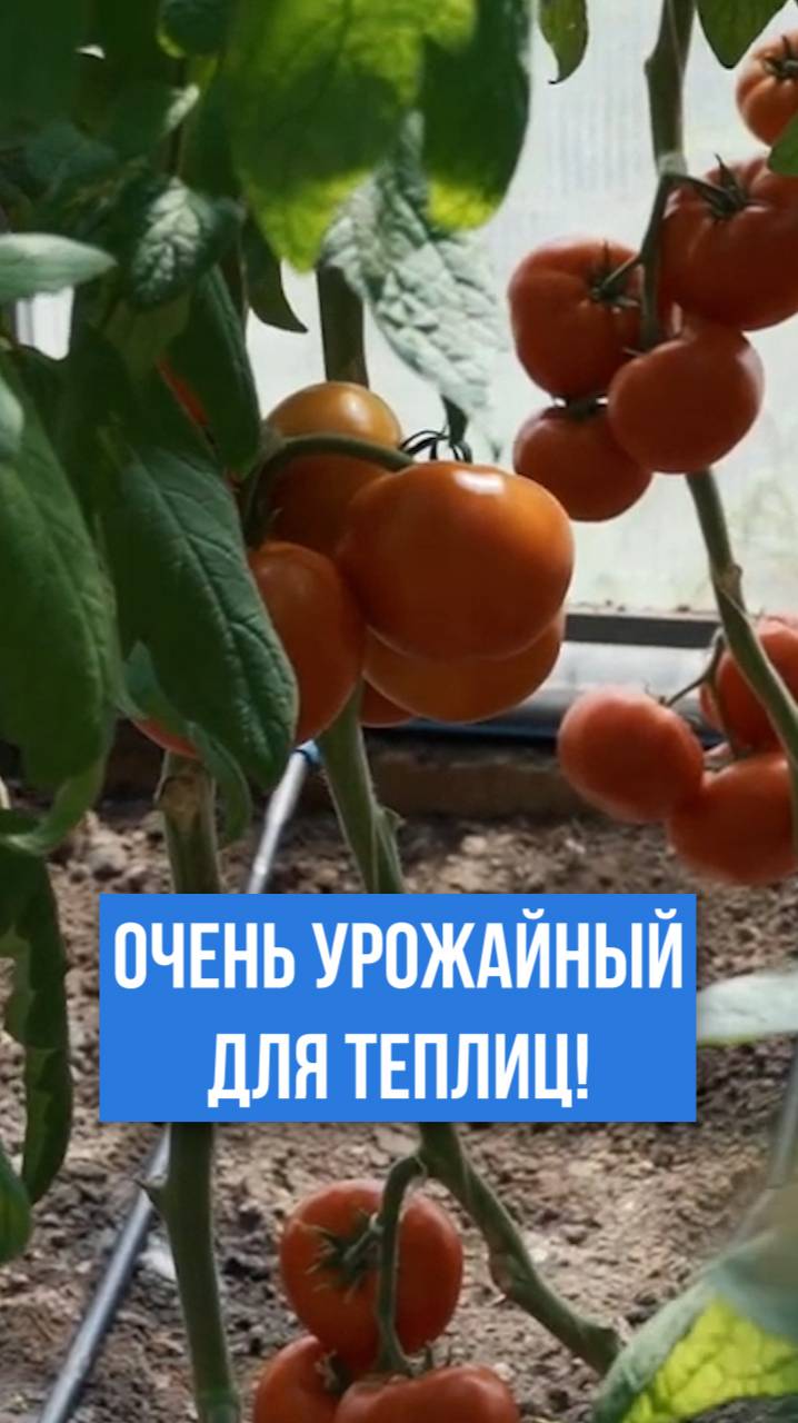 ОЧЕНЬ урожайный томат для теплиц!