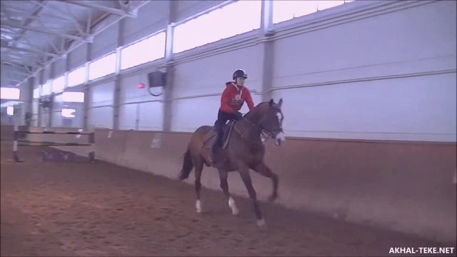 ахалтекинец Аманклыч. Тренировка конкур смотреть онлайн