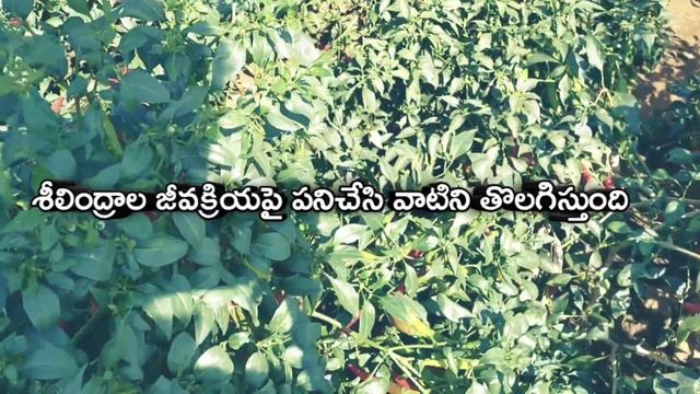 bayer Antrocal Fungicide full information in telugu || propineb 70 % wp || Zink || contact fungicid