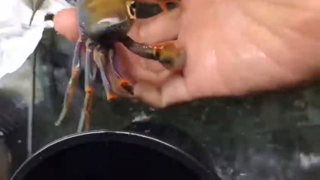 A brown warrior crab смотреть онлайн