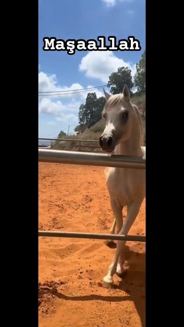 ARABIAN HORSE #arabianhorse #horse #arabian #horselover #horses #horseshow #atvideo смотреть онлайн