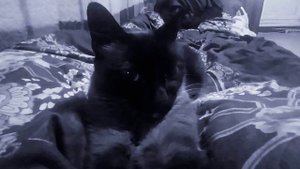 Кот Бэтмен)