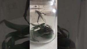 Новый петомец змея уш Лиза 🐍