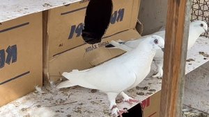 В гостях у голубятника Караматуло 🕊