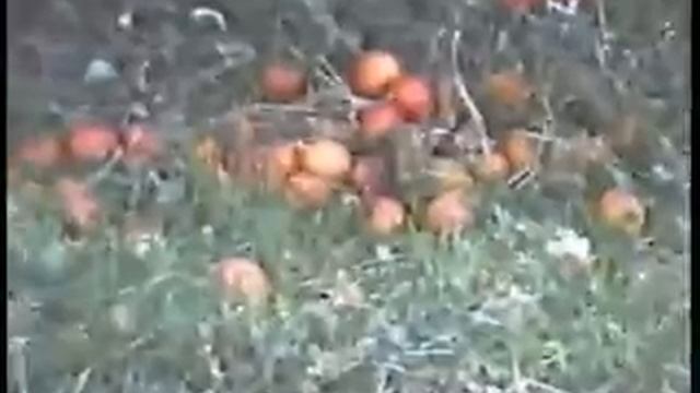 ТОЛЕБИ АУДАНЫ БІР КӨЛІК ТАЛГАН БЕКМУРАТ смотреть онлайн