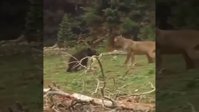 Медведь против Пума😮😮😮 смотреть онлайн