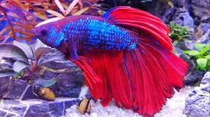 АКВАРИУМНЫЕ РЫБКИ ПЕТУШКИ